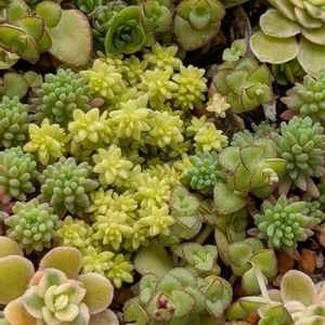 多肉寄せ植え,ビタミンカラー,ミッチの会,金曜日の蕾たち,ポジティ部 ♡の画像