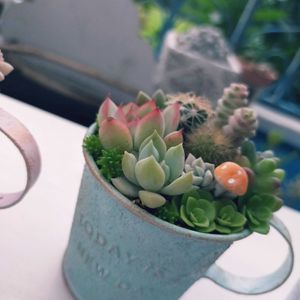 多肉植物,多肉寄せ植え,たにくあそび。,多肉好きな人と繋がりたい,たにらーの画像