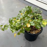 亀甲竜,アフリカ亀甲竜,初心者です,ずぼらな園芸,ベランダの画像