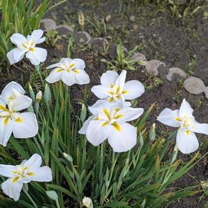 ショウブの画像