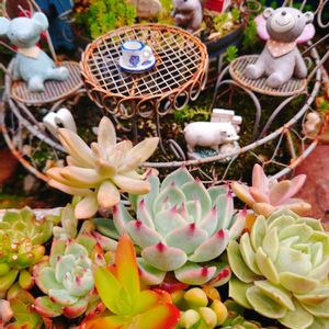 多肉寄せ植え,可愛い〜♡,屋上ガーデン,花のある暮らし,アガベ属の画像