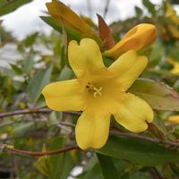 カロライナジャスミンの画像