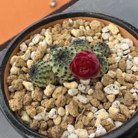 スタペリア,多肉植物,サボテン科,多肉女子,金曜日の蕾たちの画像