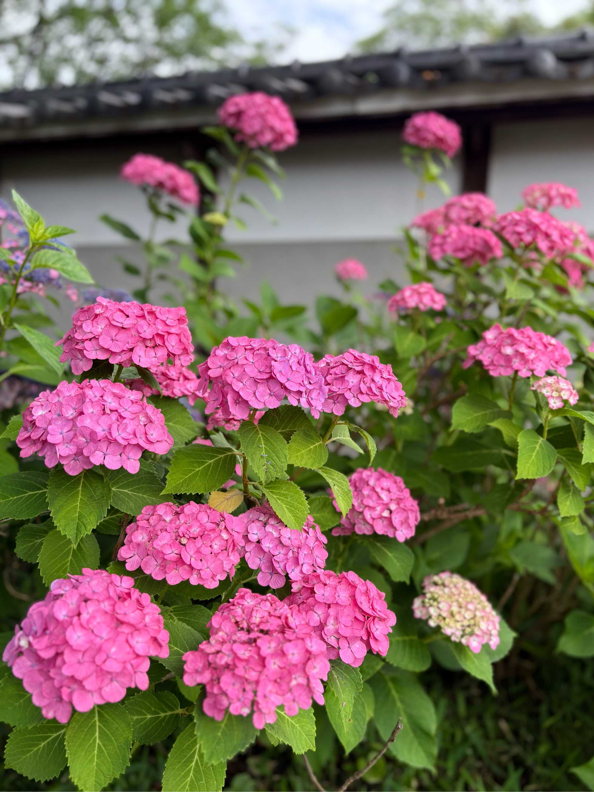 2025＊紫陽花ワールド💖｜🍀GreenSnap（グリーンスナップ）