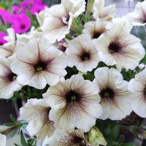 ペチュニア,ガーデニング,かわいいな♡,小さな花壇,お花大好き♡の画像