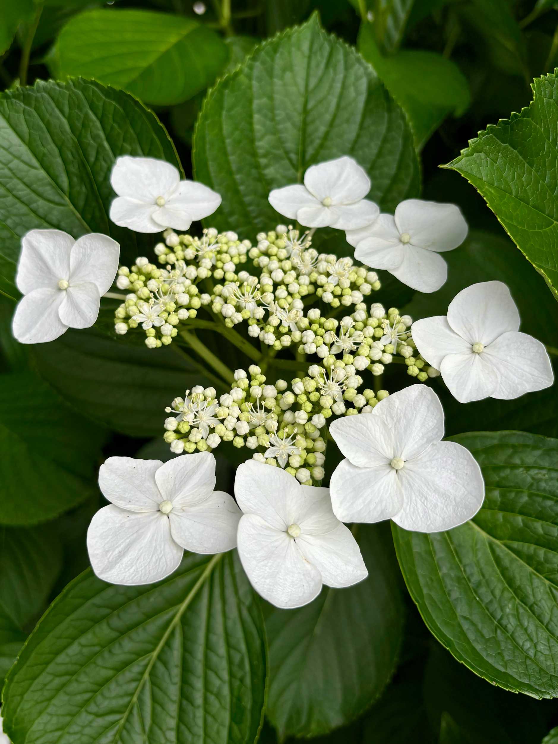 花鳥風月【4K】｜薄色白系紫陽花 Pale White Hydrangea - YouTube