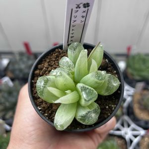 インテリアグリーン,緑のある暮らし,多肉植物のある暮らし,メセンブリアントイデスの画像