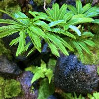 ホソバオキナゴケ,シダ植物,流木,苔テラリウム,山ゴケの画像