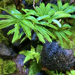ホソバオキナゴケ,シダ植物,流木,苔テラリウム,山ゴケの画像