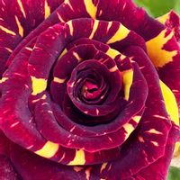 バラ,アブラカタブラ,バラ アブラカタブラ,赤い花,癒しの画像