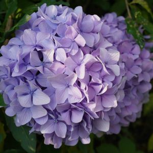 アジサイ,紫陽花,落葉低木,梅雨,道端の画像
