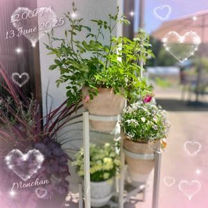 ミニバラ　スイート・チャリオット,ロスアロマ クリームピンク,植物のある暮らし,バラ・ミニバラ,玄関アプローチの画像