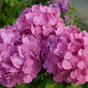 アジサイ,紫陽花,落葉低木,梅雨,道端の画像