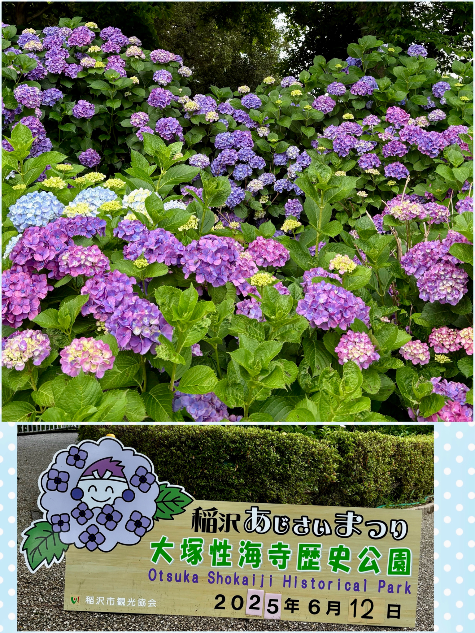 2025＊紫陽花ワールド💖｜🍀GreenSnap（グリーンスナップ）