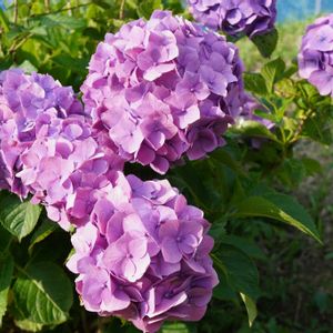 アジサイ,紫陽花,落葉低木,梅雨,道端の画像