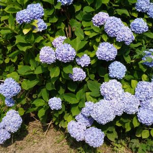 アジサイ,紫陽花,落葉低木,梅雨,道端の画像