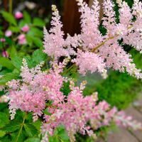 アスチルべ,ピンク色の花,仙台農業園芸センターの画像