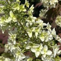 カシワバアジサイ,カシワバアジサイ,アナベル,アナベル,紫陽花 アナベルの画像