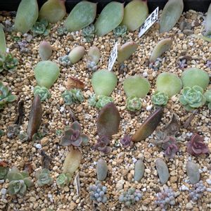 寄せ植え,多肉植物,葉挿し,リメ缶,多肉寄せ植えの画像