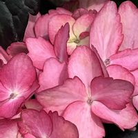 アジサイ,アナベル,アナベル,紫陽花 アナベル,紫陽花 アナベルの画像