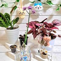ドラセナ,イオナンタ,ハオルチア,ハオルチア,長刺武蔵野の画像