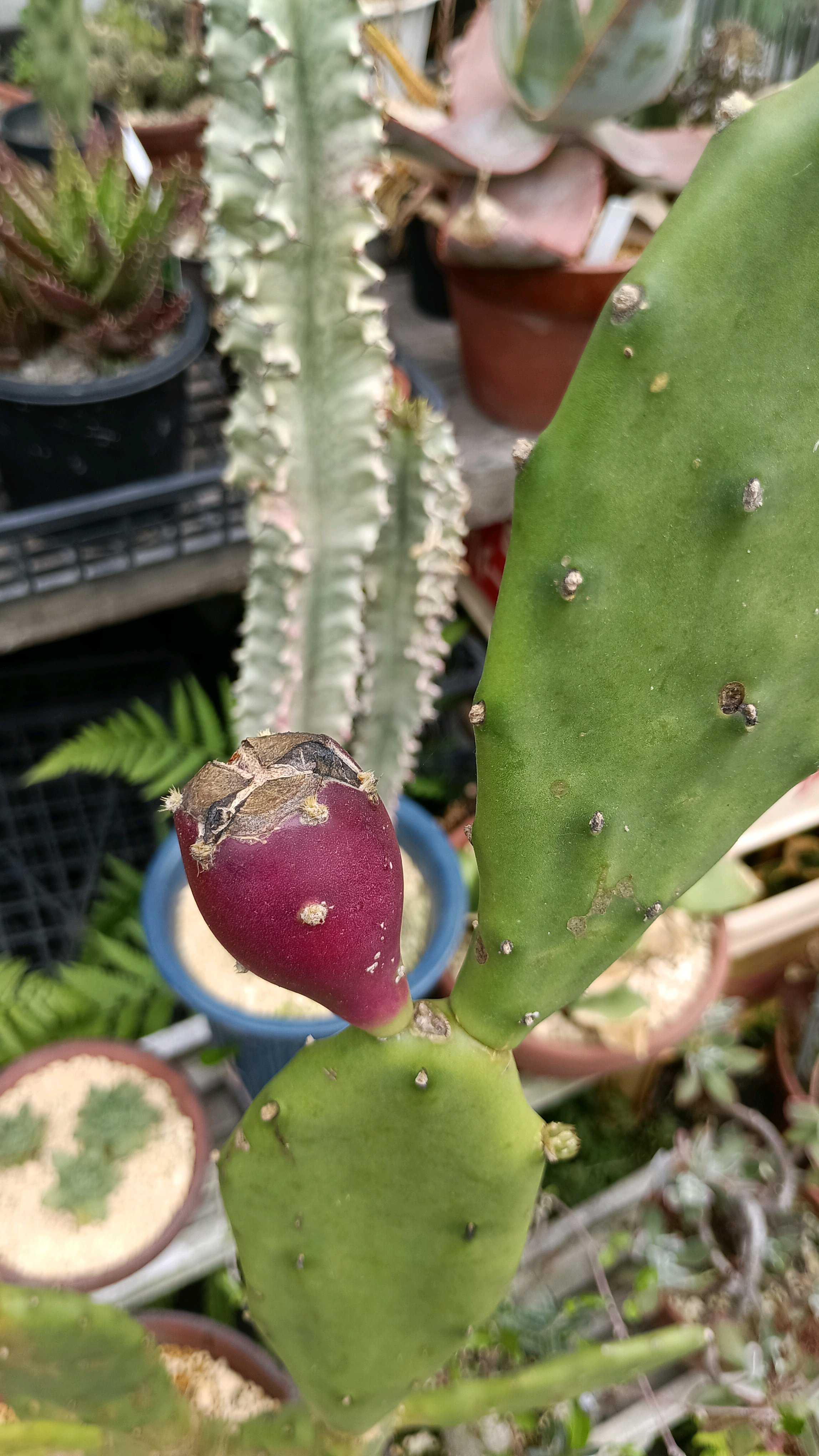 大型宝剣の一覧｜🍀GreenSnap（グリーンスナップ）