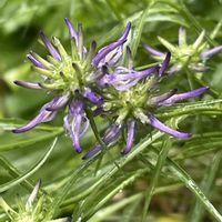 チェリーセージ,ラベンダー,タマシャジン,山野草,花のある暮らしの画像