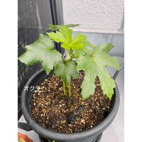 オクラ,オクラ,落花生,落花生,落花生の画像