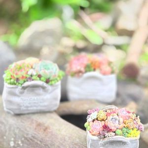 セダム,エケベリア,寄せ植え,多肉植物,多肉植物寄せ植えの画像