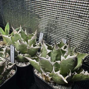 多肉植物,ジャンク,ジャンクガーデン,シャビー,アガベ姫厳竜の画像