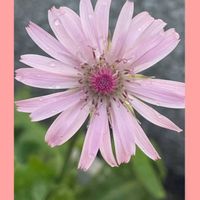 バーベナ,桃色たんぽぽ（クレピス）,花のある暮らし,お花大好き♡,ピンクワールドへ ようこその画像