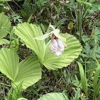 クマガイソウ,ラン科,山野草,自然大好き,お出かけ先の画像