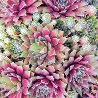 センペルビブム属,センペルビウム,センペルビヴム,観葉植物,紅葉する多肉の画像
