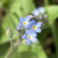キュウリグサ,キュウリグサ,小さな花,雑草,癒しの画像