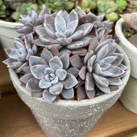 エケベリア,ルル,寄せ植え,多肉植物,多肉寄せ植えの画像