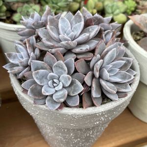 エケベリア,ルル,寄せ植え,多肉植物,多肉寄せ植えの画像