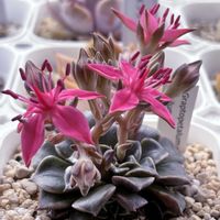 ベルム,ベルムのお花,エリザベス96,は行,へ96の画像