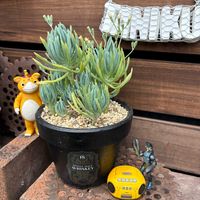 オキザリス,美空の鉾,美空の鉾,ムスコーサ,コガネキヌカラカサタケの画像