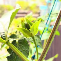 パッションフルーツ,グリーンカーテン,実のなる植物,花のある暮らし,緑のある暮らしの画像