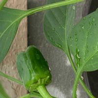 ピーマン,ピーマン,プランター野菜,福岡,自家製野菜の画像