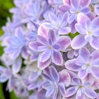 アジサイ,紫陽花,万華鏡,紫陽花　万華鏡,お花の画像