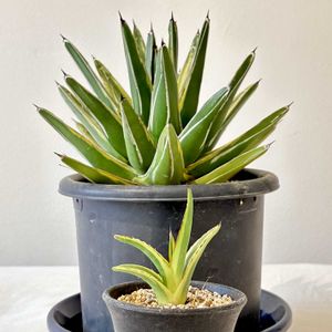 アガベ　笹の雪,アガベ笹の雪 黄覆輪,多肉植物,子株,観葉植物の画像