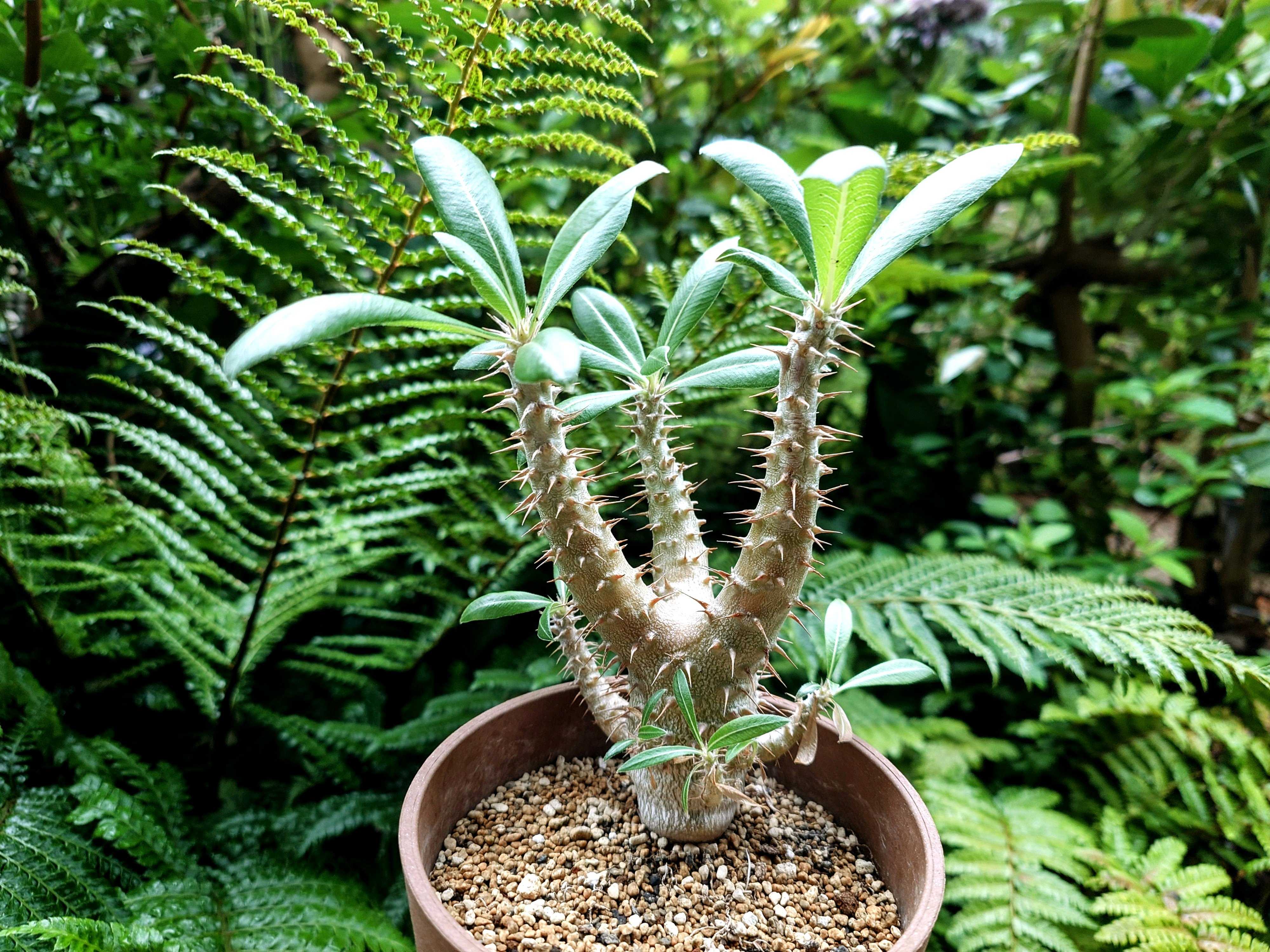 パキポディウム シバの女王の玉櫛の一覧｜🍀GreenSnap（グリーンスナップ）