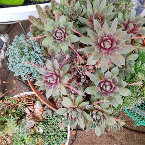 多肉植物,観葉植物,多肉寄せ植え,多肉植物とサボテン,花のある暮らしの画像