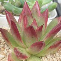 コーカサスキリンソウ,茜の塔錦,アンジェラ,赤銅壺錦,癒し…♡の画像