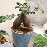 ガジュマル,カラテア,観葉植物,グリーンのある暮らし,水やりの画像