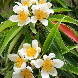 イジュ,イジュ,ヒメツバキ,ヒメツバキ,散歩の画像