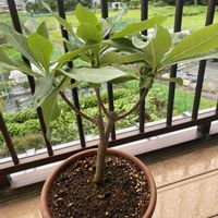 みどりがある暮らし,おうち園芸,おうちde菜園,元気に育ててますよ,和室の画像