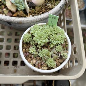 クランベリー,紫陽花,多肉植物 寄せ植え,ミックスベリア ちょこん,ぺったんの画像