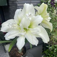 ジニア,ペチュニア,ベロニカ グレース,バロータ,セリフラミンゴの画像